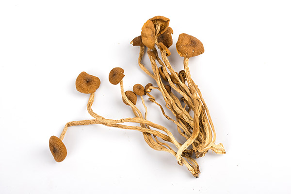 茶树菇的功效与作用？茶树菇的功效与作用及营养价值