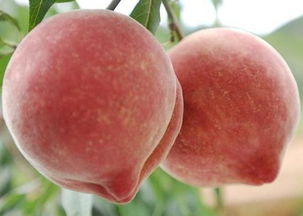 桃子的功效与作用？桃子的功效作用怎样吃更好吃