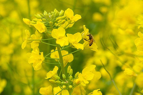 油菜花粉的功效与作用？油菜花粉的功效与作用及食用方法