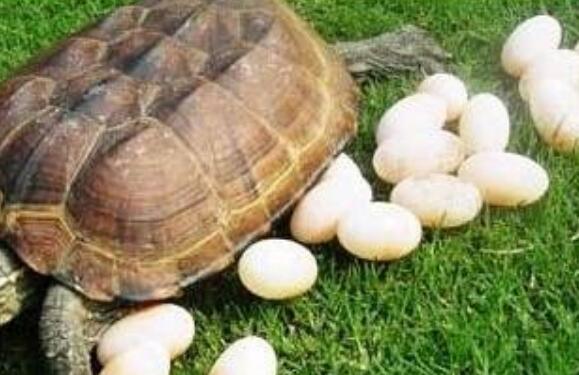 乌龟蛋的功效与作用及食用方法？乌龟蛋的功效与作用及食用方法是什么样的