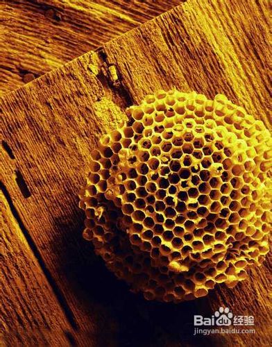 蜂房的功效与作用？蜂房的功效和作用是什么