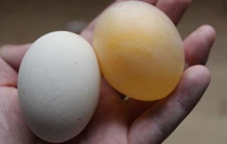醋泡鸡蛋的功效与作用？醋泡鸡蛋的功效是什么呢