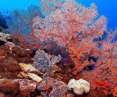 珊瑚的功效与作用？珊瑚的功效与作用佩戴禁忌