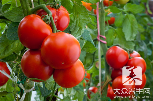 怎样吃西红柿减肥？怎样吃西红柿才减肥