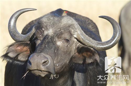 涮火锅吃的牛上脑是牛的哪个部位？牛上脑肉是哪个部位