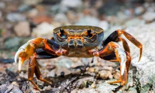 螃蟹的眼睛是什么结构？螃蟹的眼睛是什么结构的
