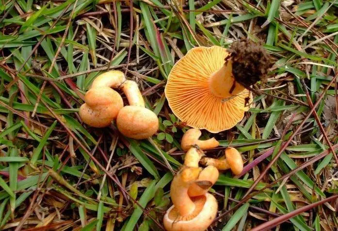 农村常见的无毒蘑菇图片大全