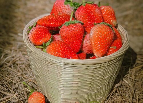 草莓什么季节吃最好？草莓什么季节吃最好吃