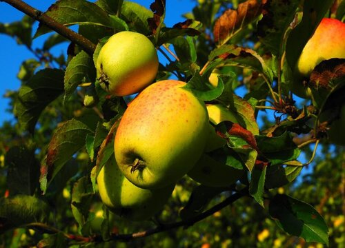 苹果树几年结果实？苹果果树几年结果