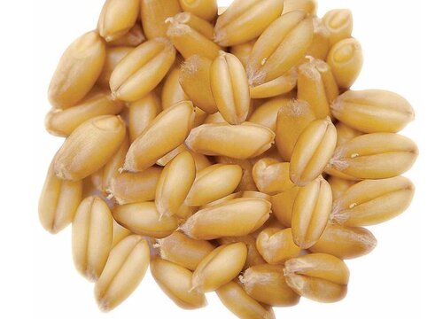 小麦种子怎么吃法？小麦种子可以怎么吃