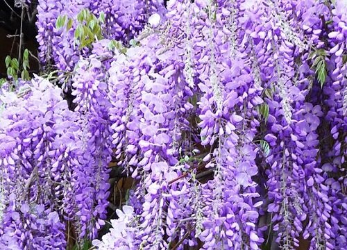 紫藤适合种在院子里吗？紫藤适合种在院子里吗风水