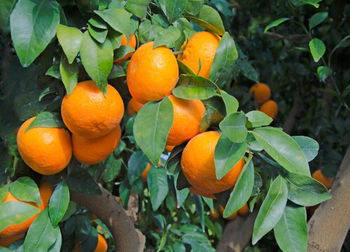柑橘树上有红蜘蛛打什么农药？柑橘树上有红蜘蛛打什么农药好