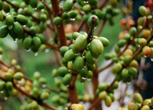 咖啡树品种分类及特点？咖啡树品种分类及特点介绍
