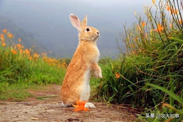 兔子吃什么草长得快又胖？兔子吃什么草长得快又胖又大