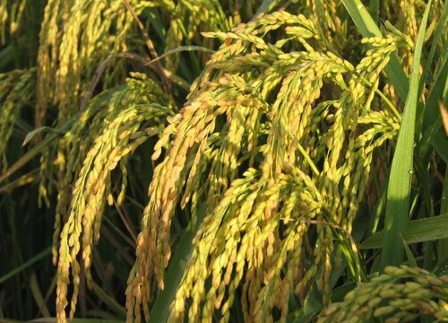 2022年最好的水稻品种？2022年水稻审定品种