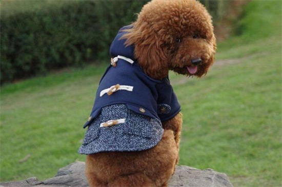 最简单的狗狗衣服做法？狗狗简单衣服制作
