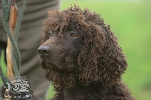 怎么训练爱尔兰水猎犬衔物？爱尔兰水猎犬图片