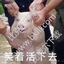 台风洪水中获救小猪表情包