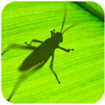 grasshopper for rhino5 v0.9.76.0下载
